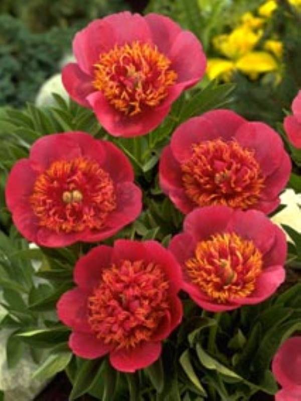 Paeonia  officinalis Anemoneflora