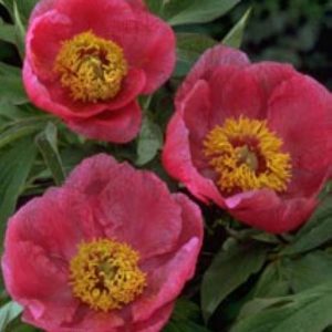 Paeonia  officinalis Mollis