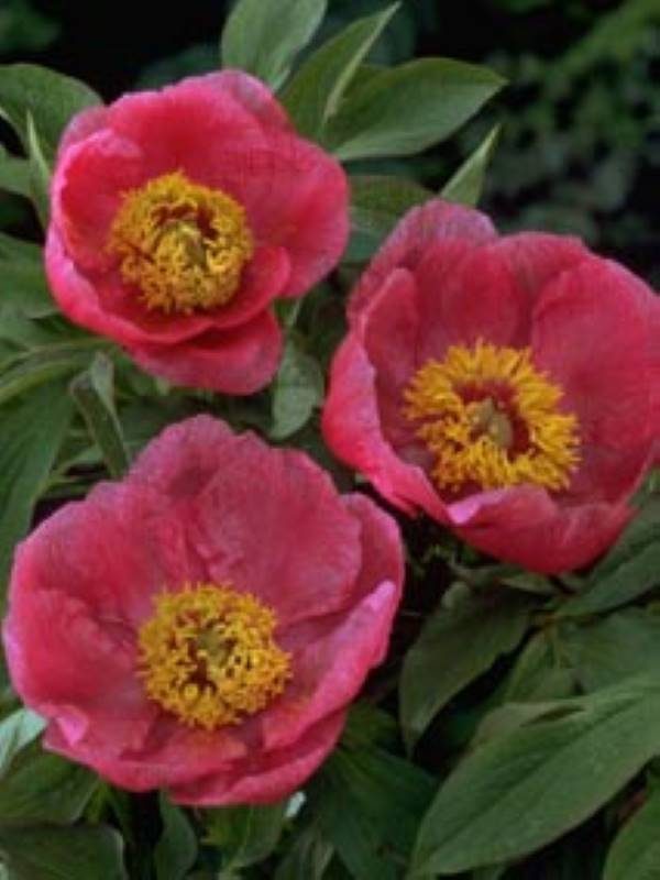 Paeonia  officinalis Mollis
