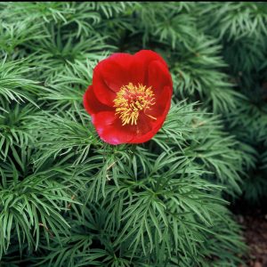 Paeonia  tenuifolia