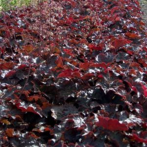 Heuchera Palace Purple