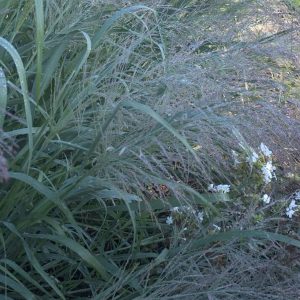 Panicum virgatum Dallas Blues