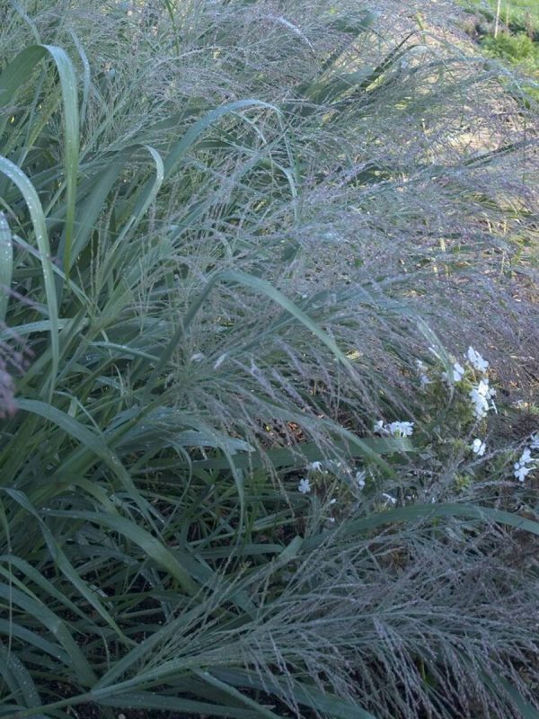 Panicum virgatum Dallas Blues