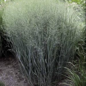 Panicum virgatum Heavy Metal