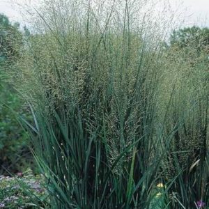 Panicum