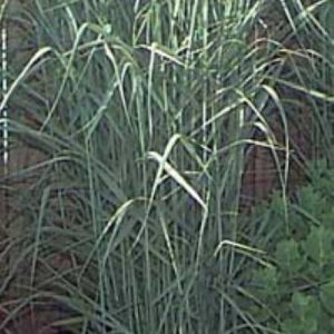 Panicum virgatum Prairie Sky
