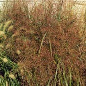 Panicum virgatum Squaw