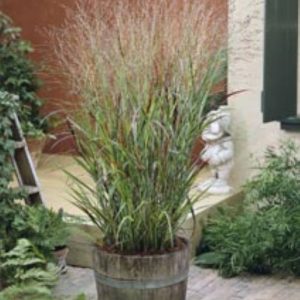 Panicum virgatum Shenandoah