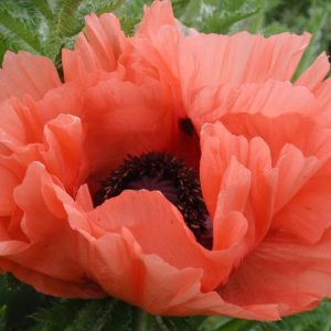 Papaver Aglaya