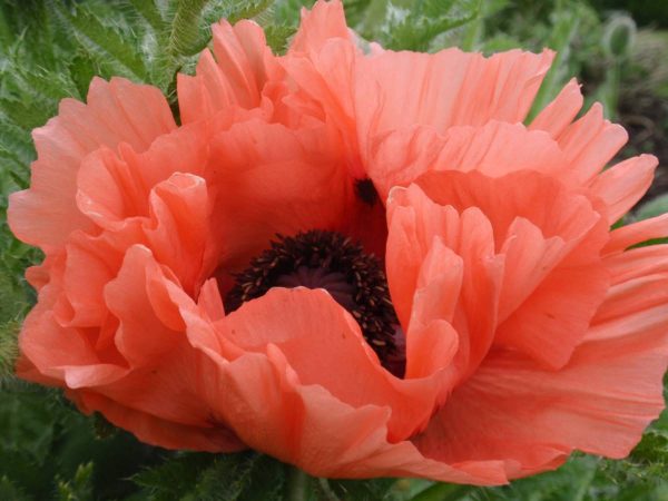 Papaver Aglaya
