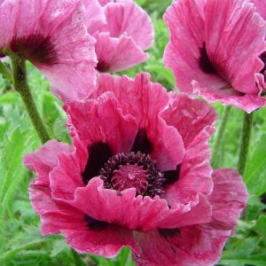 Papaver Bolero