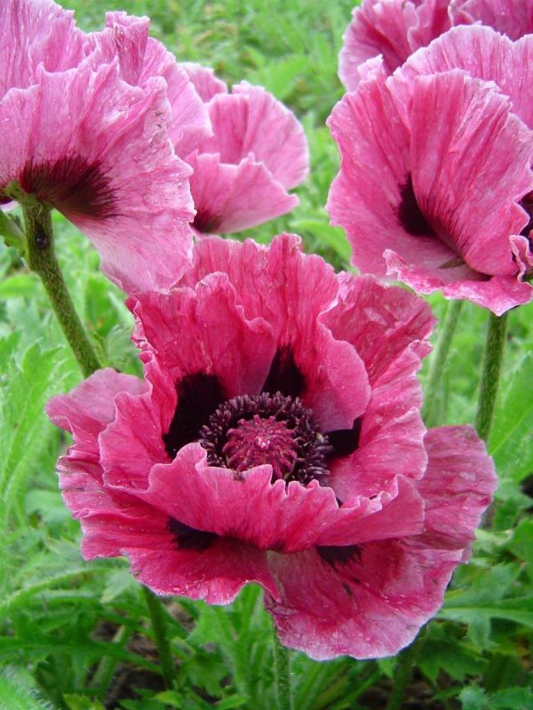 Papaver Bolero