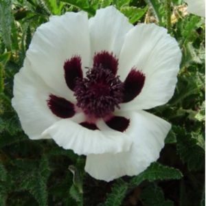 Papaver Casino