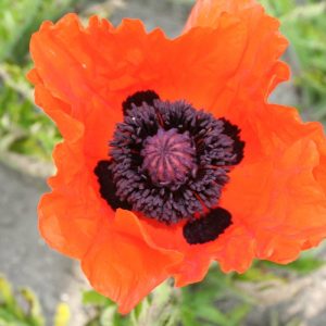 Papaver Eye Catcher