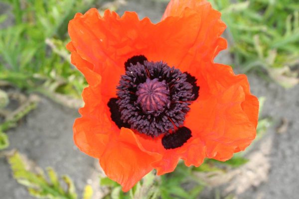 Papaver Eye Catcher
