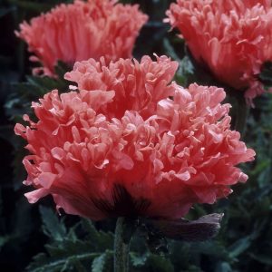 Papaver Fancy Feather®
