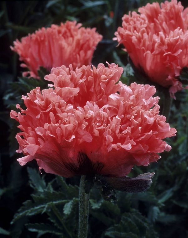 Papaver Fancy Feather®