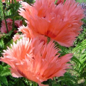 Papaver Fornsett Summer