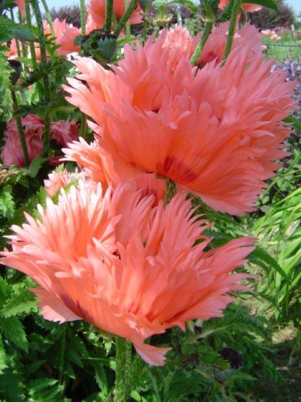 Papaver Fornsett Summer