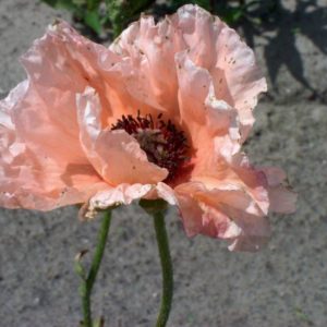 Papaver Helen Elizabeth