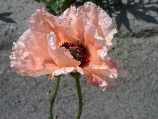 Papaver Helen Elizabeth