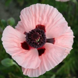 Papaver Karine