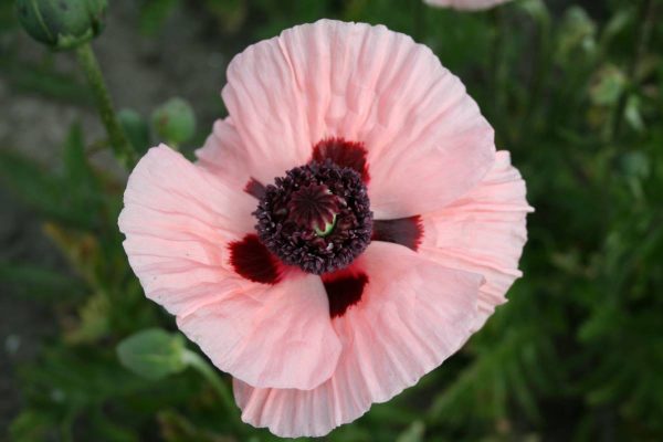 Papaver Karine