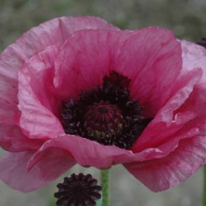 Papaver Little Patty Plume®