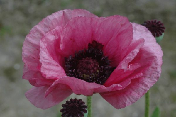 Papaver Little Patty Plume®