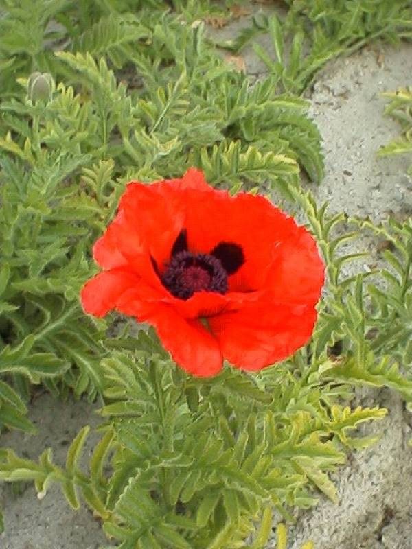 Papaver Marcus Perry