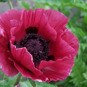 Papaver Marlene