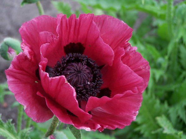 Papaver Marlene