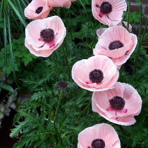 Papaver Paradiso