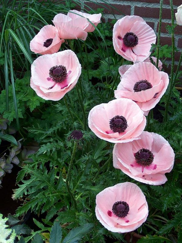 Papaver Paradiso
