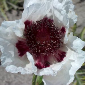 Papaver Perry's White