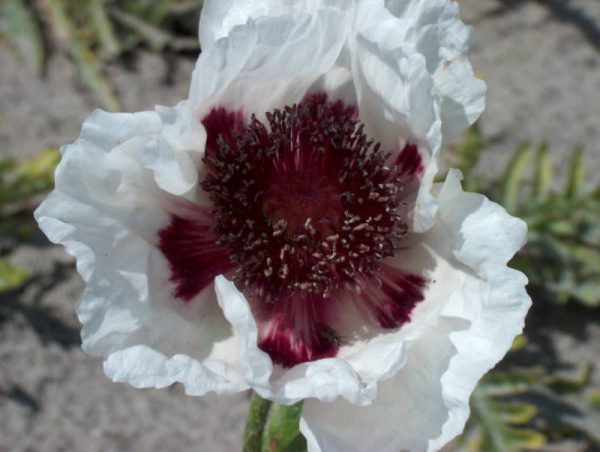 Papaver Perry's White