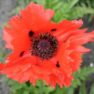 Papaver Türkenlois