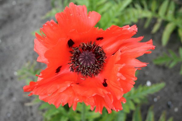 Papaver Türkenlois
