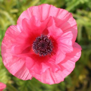 Papaver Burning Heart