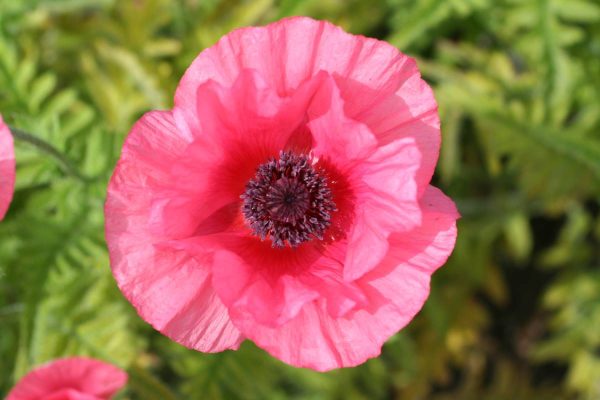 Papaver Burning Heart