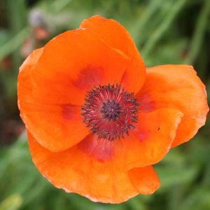 Papaver Harvest Moon