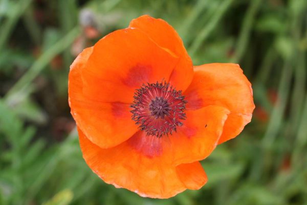 Papaver Harvest Moon