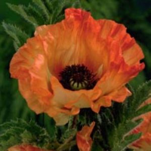 Papaver Orange Glow