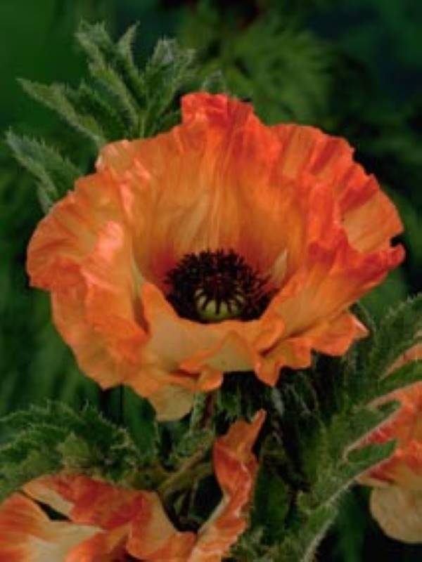 Papaver Orange Glow
