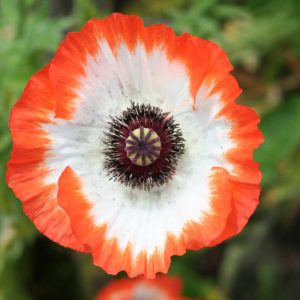 Papaver Picotee