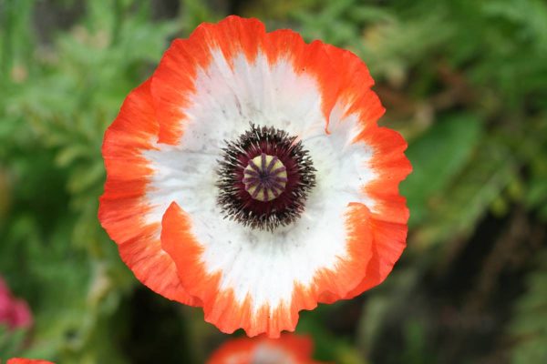 Papaver Picotee