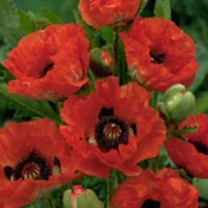 Papaver Sturmfackel