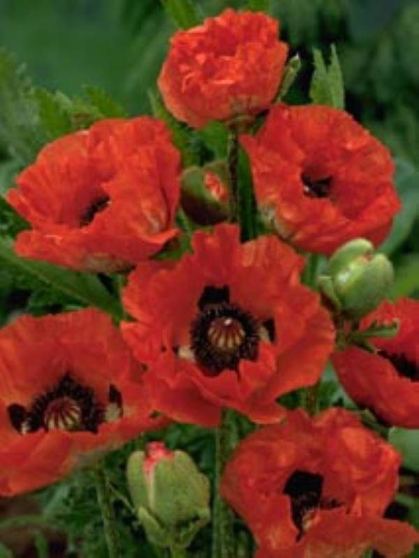 Papaver Sturmfackel