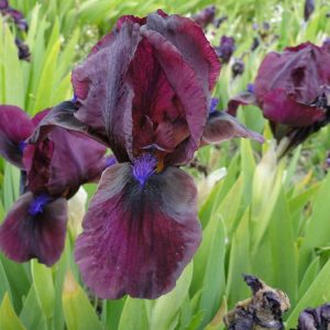 Iris Pumila Pastel Charm