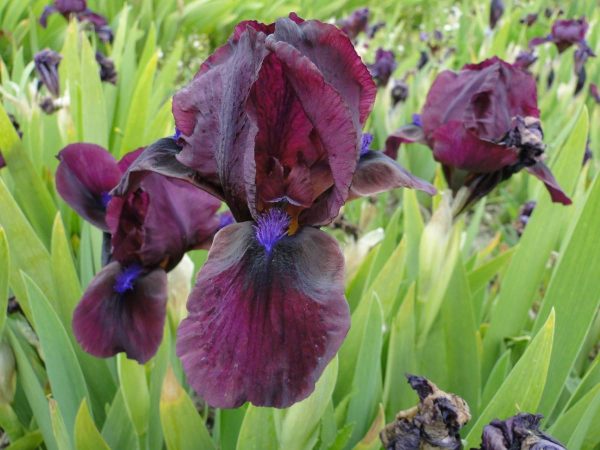 Iris Pumila Pastel Charm
